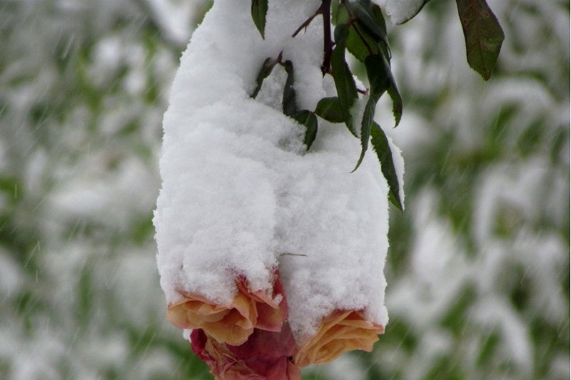 calendrier de jardinage en decembre