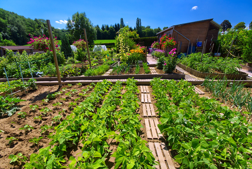 jardin en juillet